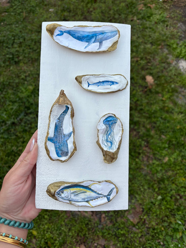 Aquatic Oyster Shell Display